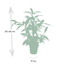 Meergroothandel Dracaena Surculosa - 60 cm, Ø 17 cm