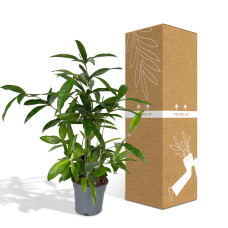 Meergroothandel Dracaena Surculosa - 60 cm, Ø 17 cm