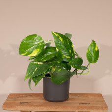 Meergroothandel Epipremnum Aureum Mosstok (Scindapsus) - 20 cm, Ø12 cm