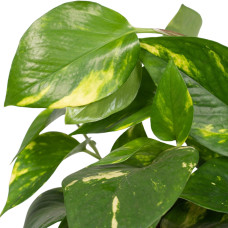 Meergroothandel Epipremnum Aureum Mosstok (Scindapsus) - 20 cm, Ø12 cm