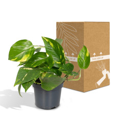 Meergroothandel Epipremnum Aureum Mosstok (Scindapsus) - 20 cm, Ø12 cm