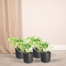 Meergroothandel Epipremnum Aureum (Scindapsus) Mosstok 4er Set - 20 cm, Ø12 cm