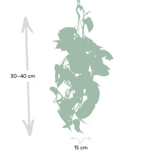 Meergroothandel Epipremnum Aureum Mosstok (Scindapsus) - 25 cm, Ø15 cm