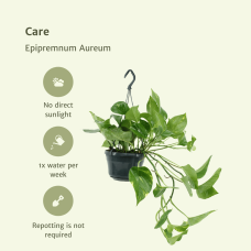 Meergroothandel Epipremnum Aureum Mosstok (Scindapsus) 2er Set - 25 cm, Ø15 cm