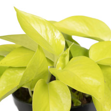 Meergroothandel Epipremnum Golden Pothos (Scindapsus) - 15 cm, Ø12 cm
