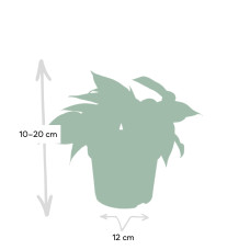 Meergroothandel Epipremnum Golden Pothos (Scindapsus) - 15 cm, Ø12 cm