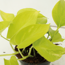 Meergroothandel Epipremnum (Scindapsus) Golden Pothos 4er Set - 15 cm, Ø12 cm