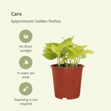 Meergroothandel Epipremnum (Scindapsus) Golden Pothos 4er Set - 15 cm, Ø12 cm