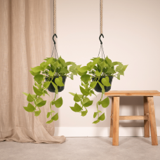 Meergroothandel Epipremnum (Scindapsus) Golden Pothos 2er Set - 25 cm, Ø15 cm