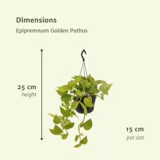 Meergroothandel Epipremnum (Scindapsus) Golden Pothos 2er Set - 25 cm, Ø15 cm
