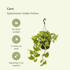 Meergroothandel Epipremnum (Scindapsus) Golden Pothos 2er Set - 25 cm, Ø15 cm