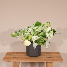 Meergroothandel Epipremnum Happy Leaf (Scindapsus) - 15 cm, Ø12 cm