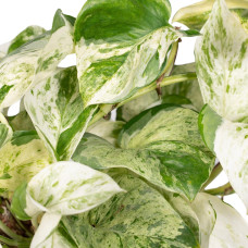 Meergroothandel Epipremnum Happy Leaf (Scindapsus) - 15 cm, Ø12 cm