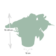 Meergroothandel Epipremnum Happy Leaf (Scindapsus) - 15 cm, Ø12 cm