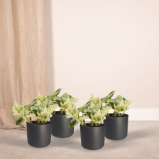 Meergroothandel Epipremnum (Scindapsus) Happy Leaf 4er Set - 15 cm, Ø12 cm