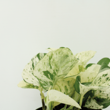 Meergroothandel Epipremnum (Scindapsus) Happy Leaf 4er Set - 15 cm, Ø12 cm