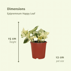 Meergroothandel Epipremnum (Scindapsus) Happy Leaf 4er Set - 15 cm, Ø12 cm