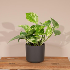 Meergroothandel Epipremnum Marble Queen (Scindapsus) - 15 cm, Ø12 cm