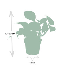 Meergroothandel Epipremnum Marble Queen (Scindapsus) - 15 cm, Ø12 cm