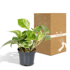 Meergroothandel Epipremnum Marble Queen (Scindapsus) - 15 cm, Ø12 cm