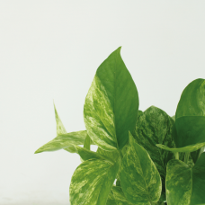 Meergroothandel Epipremnum (Scindapsus) Marble Queen 4er Set - 15 cm, Ø12 cm