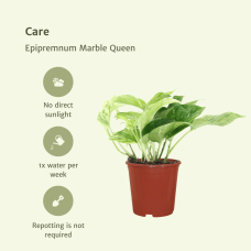 Meergroothandel Epipremnum (Scindapsus) Marble Queen 4er Set - 15 cm, Ø12 cm