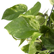 Meergroothandel Epipremnum Marble Queen (Scindapsus) - 25 cm, Ø15 cm