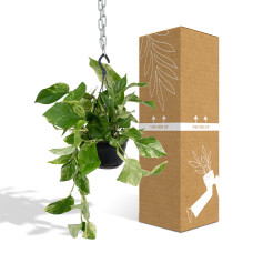 Meergroothandel Epipremnum Marble Queen (Scindapsus) - 25 cm, Ø15 cm