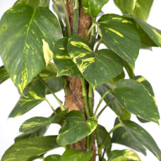 Meergroothandel Epipremnum Aureum (Scindapsus) - 80 cm, Ø19 cm