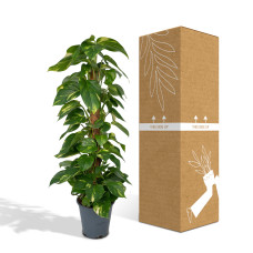 Meergroothandel Epipremnum Aureum (Scindapsus) - 80 cm, Ø19 cm