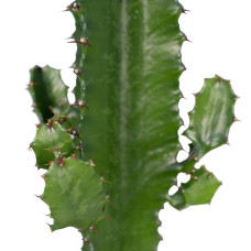 Meergroothandel Euphorbia Acruensis (Kaktus-Wolfsmilch) - 50 cm, Ø 17 cm