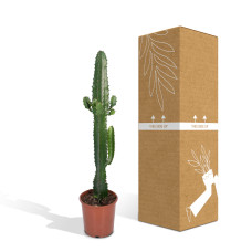 Meergroothandel Euphorbia Acruensis (Kaktus-Wolfsmilch) - 50 cm, Ø 17 cm