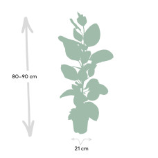 Meergroothandel Ficus Altissima (Gummipflanze) - 85 cm, Ø 21 cm