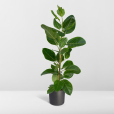 Meergroothandel Ficus Altissima (Gummipflanze) - 85 cm, Ø 21 cm
