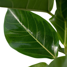 Meergroothandel Ficus Altissima (Gummipflanze) - 85 cm, Ø 21 cm