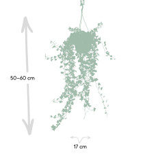 Meergroothandel Hedera Wonder Green Hang - 70 cm, Ø17 cm