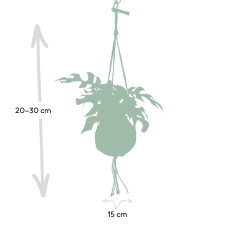Meergroothandel Kokodama Monstera Minima (Lochpflanze) Hang - 25 cm, Ø15 cm