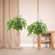 Meergroothandel Kokodama Monstera Minima (Lochpflanze) Hang 2er Set - 25 cm, Ø 15 cm