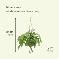 Meergroothandel Kokodama Monstera Minima (Lochpflanze) Hang 2er Set - 25 cm, Ø 15 cm