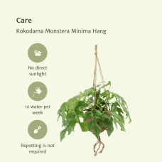 Meergroothandel Kokodama Monstera Minima (Lochpflanze) Hang 2er Set - 25 cm, Ø 15 cm