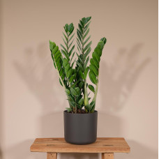 Meergroothandel Zamioculcas Zamiifolia (Smaragdpalme) - 50 cm, Ø14 cm