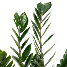Meergroothandel Zamioculcas Zamiifolia (Smaragdpalme) - 50 cm, Ø14 cm