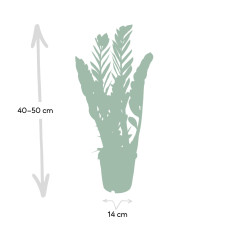 Meergroothandel Zamioculcas Zamiifolia (Smaragdpalme) - 50 cm, Ø14 cm