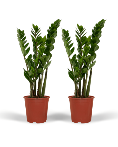 Meergroothandel Zamioculcas Zamiifolia (Smaragdpalme) 2er Set - 50 cm, Ø14 cm