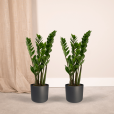 Meergroothandel Zamioculcas Zamiifolia (Smaragdpalme) 2er Set - 50 cm, Ø14 cm