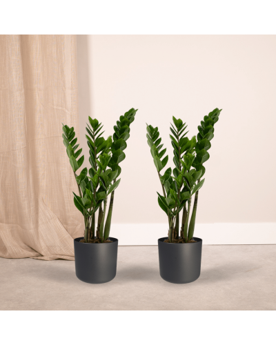 Meergroothandel Zamioculcas Zamiifolia (Smaragdpalme) 2er Set - 50 cm, Ø14 cm