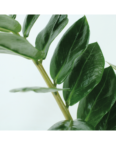 Meergroothandel Zamioculcas Zamiifolia (Smaragdpalme) 2er Set - 50 cm, Ø14 cm