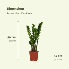 Meergroothandel Zamioculcas Zamiifolia (Smaragdpalme) 2er Set - 50 cm, Ø14 cm