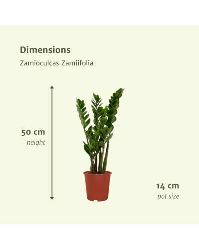 Meergroothandel Zamioculcas Zamiifolia (Smaragdpalme) 2er Set - 50 cm, Ø14 cm