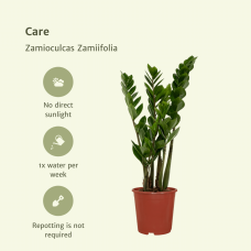 Meergroothandel Zamioculcas Zamiifolia (Smaragdpalme) 2er Set - 50 cm, Ø14 cm